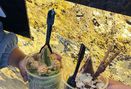 Foto Makanan di Luuca