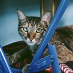 Foto Profil pina
