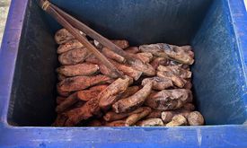 Ubi Bakar Cilembu