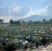Foto Nice di Dari Kebun by IPFarm