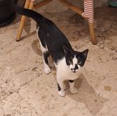 Foto di Roti Romi