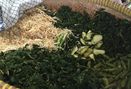 Foto Makanan di Pecel Ponorogo Mbak Heni