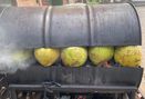Foto Makanan di Kedai Kelapa Bakar Rempah Tumenggung Aryo