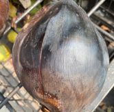 Foto di Kedai Kelapa Bakar Rempah Tumenggung Aryo