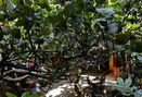 Foto Makanan di Hakon Ethnic